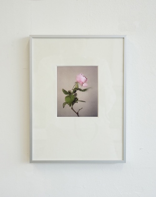 [다니엘 브루머] Daniel Brunemer — La rose (액자포함)24 x 32.5 cm)주문 후 2개월 소요