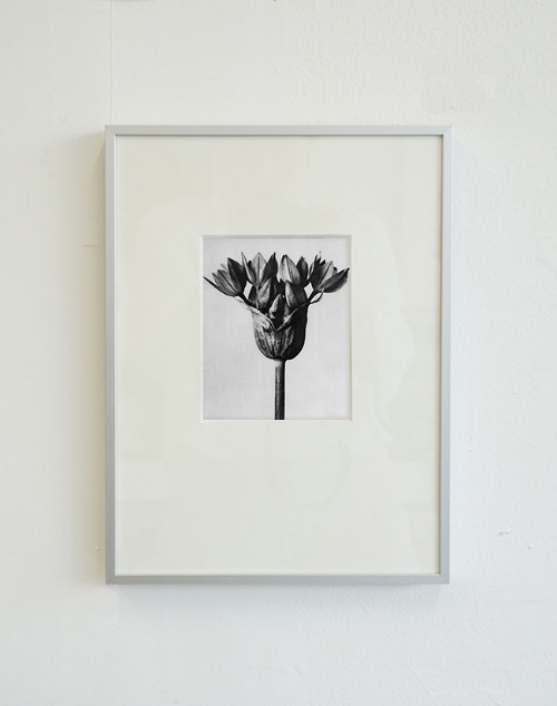 [칼 블로스펠트] Karl Blossfeldt — Allium Oreophilum (액자포함)24 x 32.5 cm